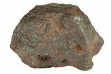 Canyon Diablo Iron Meteorite ( g) - Arizona #270665-1